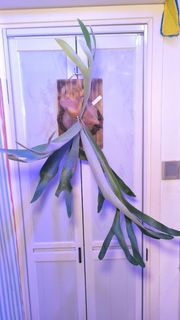 立葉綠鹿角蕨 Platycerium veitchii (green)