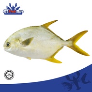 FROZEN GOLDEN POMFRET UNCLEANED 300-400GM/NOS 金鲳鱼 - GST FRESH MART