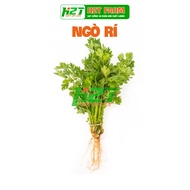 Cilantro Coriander Seeds - thegioihatgiong