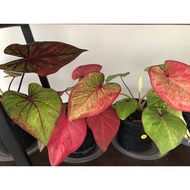 Keladi Thai Import / Imported Thai Caladium / Rare