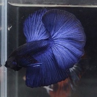 Betta ปลากัด ฮาฟมูน สีน้ำเงิน เกรดส่งออก ราคาส่ง