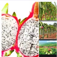 1 x Anak Pokok Naga Buah Putih/White Dragon Fruit Tree