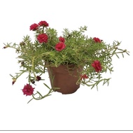 japanese rose moss rose Portulaca organic potted plant