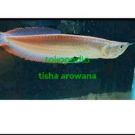 ikan arwana silver red arwana besar