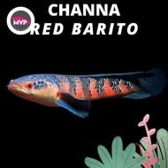 Channa Red Barito Grade A