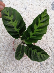 Calathea Misto with FREE plastic pot, pebbles and garden soil (Rare Indoor Plant and 5 Stocks Only)