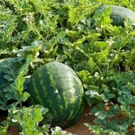 Great Sweet Oval Watermelon F1 - 8 seed /Benih Tembikai Bujur Manis Besar Hibrid 杂交西瓜种子