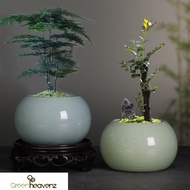 GHZ- Asparagus Succulent Flowerpot Ceramic 文竹多肉陶瓷花盆