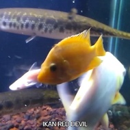 Paket 5 Ekor Ikan Hias Ikan Red Devil Cichlid Size 7-8cm