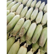 JAGUNG FRESH/ 7 BATANG