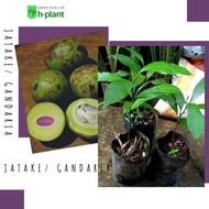 Bibit gandaria - pohon gandaria