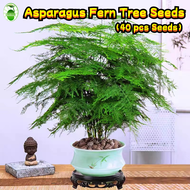45 Seeds/pack Asparagus Fern Tree Seeds for Sale Evergreen Indoor Plant Seed Bonsai Flowers Seeds fo