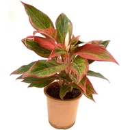 Aglaonema 'Siam Aurora', Chinese Evergreen (0.3m) - air cleaning, purifying plant (NASA Clean Air St