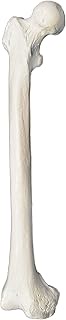 Femur Bone Model - Right - Anatomically Accurate Human Femur Bone Replica - hBARSCI
