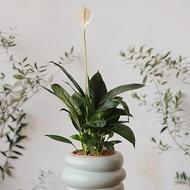 Peace Lily/ Live Indoor Plant