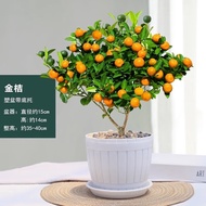 Moyi Kumquat Potted Four Seasons Orange Indoor Balcony Garden Sapling Plant Is Very Alive