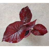 Pelbagai Caladium rare /Black Mamba Local/Pink Double Leaf/