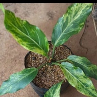 tanaman hias anturium varigata/tanaman anturium varigata
