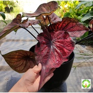 LIMITED EDITION: INDOOR PLANT -Caladium Red Velvet GIANT size for HOME/OFFICE decoration
