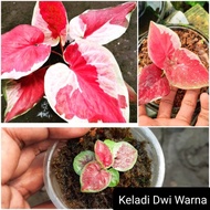 ( Bisa Cod ) Bunga Caladium Dwi Warna/ Tanaman Keladi Dwi Warna /