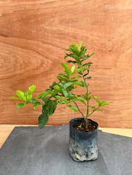 Kaffir Lime Plant (Citrus Hystrix/Thai Lime/Limau Purut) - Fragrant Fresh and Beautiful Plant