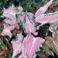 tanaman hias keladi red pink/tanaman hias keladi wayang