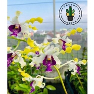 ANGGREK DENDROBIUM DEWASA / BUNGA ANGGREK DENDROBIUM DEWASA / ANGGREK