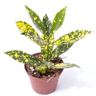 Codiaeum Variegatum  Croton Gold Dust Puding Yellow Var real live outdoor plant 洒金变叶木 tumbuhan daun 