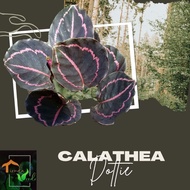 Calathea Dottie Live Plants