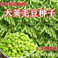 Fresh Edamame Seeds Early Cooked High-Produced Big Head Soy Seeds Green Beans Soy Vegetable Seeds Da