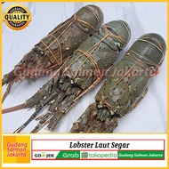 Lobster Laut Pakistan Fresh Kualitas Premium - Lobster Segar 1 Kg 4-5