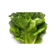1000 Seeds - ROMAINE MAXIMUS RIJK ZWAAN Seeds