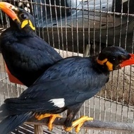 BURUNG BEO MEDAN MH PILIHAN