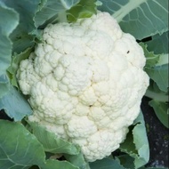 Biji Benih Kobis Bunga / Cauliflower Seeds / Vegetable Seed / Vege / Sayur
