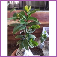 ❖ ✲ ✙ Laurel Plants /multibranch/6 to 8 inches