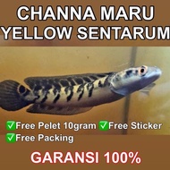 CHANNA MARU YS ( YELLOW SENTARUM) FREE PELET 10 GRAM