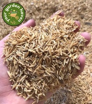 Pure Rice Hull/Ipa/Rice Hull 1 Liter - Ready to Use for Indoor, Outdoor and Ornamental Plants