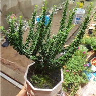 Thai Fujian Tea (small leaves) FREE POT