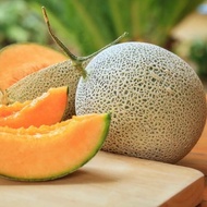 F1 Seed Rock Melon 日本纹网蜜瓜 Biji Benih Seeds