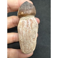 D8660 Natural Fossil Raw Ore Ornaments Collectibles