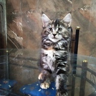 Kucing MaineCoon Asli bukan mix GARANSI. Line Ped CFA Maine Coon