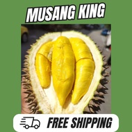 [FREE SHIPPING] Anak pokok durian D197 / musang king hybrid