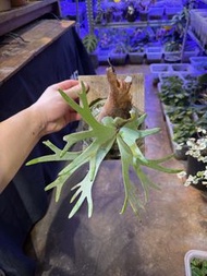 侏儒爪哇玉女 Platycerium willinckii ‘Jade Girl’