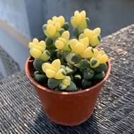 [6063Second-Time Repurchase]Antlers Begonia Brocade Succulent Plant Cute Meat Desktop Balcony Green 