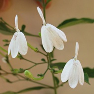 Snake Jasmine / White Crane Plant Stem Cutting