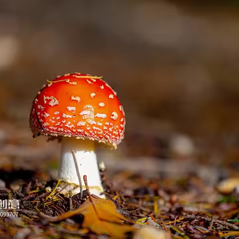 6V 8Ah LiFePO4 Battery With 10A BMS Rechargeable Lithium Iron Phosphate Battery For Emergency Light/