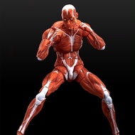 Human Muscle Model Human Muscle Man 1/12 Finished Product Movable Model Figure Finished Product