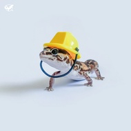 [Reptile Special Attack Team] 24 Hours Reptile Construction Site Hat|Reptile Landscaping|Gecko Lands