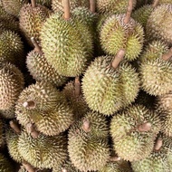 durian montong palu parigi utuhan/butiran