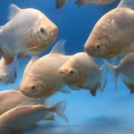 Albino Pacu 2-5inci live fish rare species